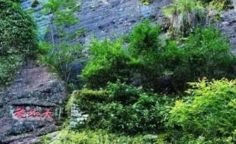 武夷山大红袍茶树图片（黄山大红袍茶树）