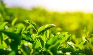 什么是绿茶的关键工艺（绿茶的初制工序是什么）