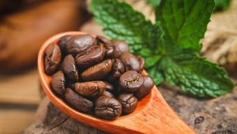 猫屎咖啡主要产于哪个国家（蓝山咖啡主产地）