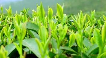 斯里兰卡红茶和中国红茶区别（国外红茶有哪些品种）