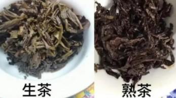 云南七子饼茶是生茶还是熟茶（如何区分普洱茶生茶还是熟茶）