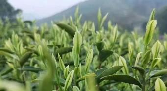 绿茶有哪些品种铁观音是绿茶吗（什么茶有助于减肥 减脂肪）
