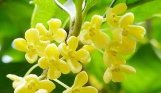 桂花泡水喝的9大禁忌桂花糕（可以做桂花糕的桂花）