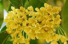 桂花泡水有什么功效和作用（公园的桂花能泡水喝吗）