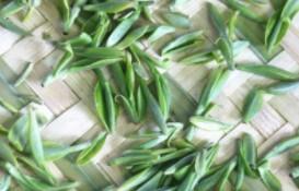 信阳毛尖属于什么茶品（信阳毛尖属于红茶还是绿茶）