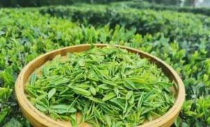 女人长期喝茶的好处和坏处（坚持每天喝茶有什么好处）